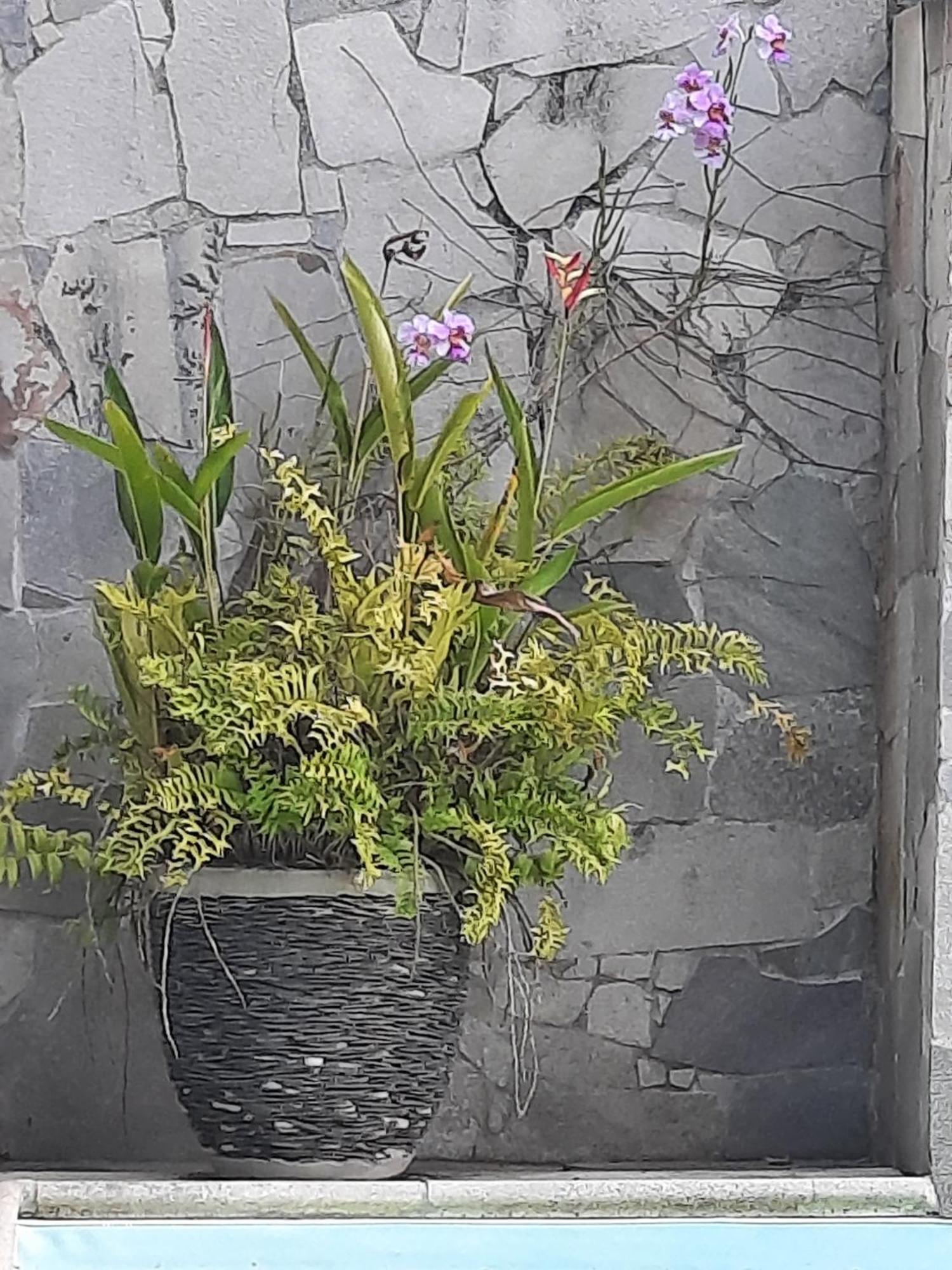 Les Joyaux De Balata Apartment Saint-Joseph Ngoại thất bức ảnh